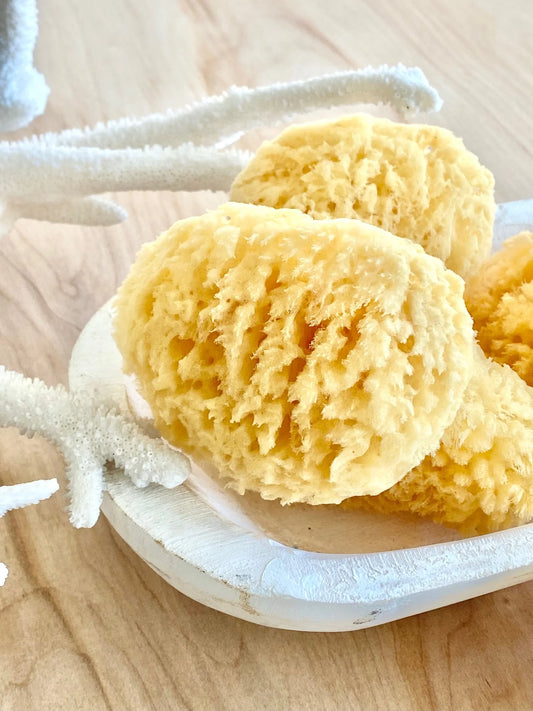 Sea Sponge