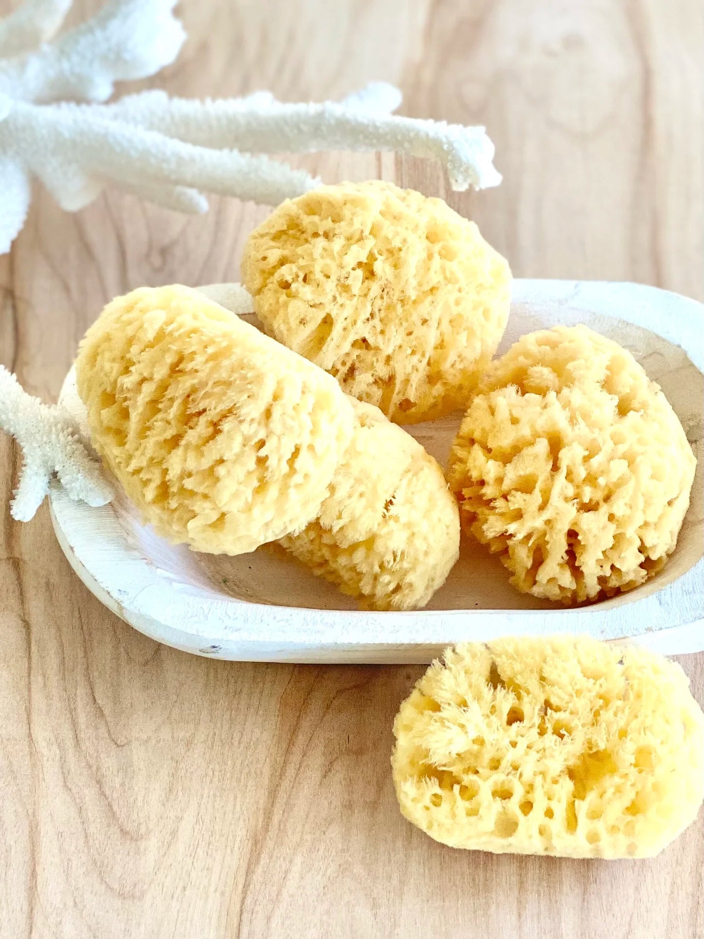 Sea Sponge